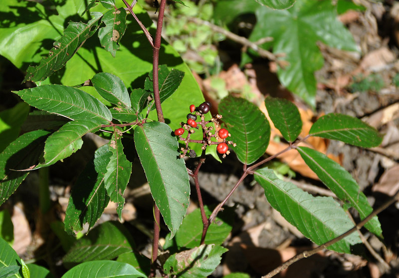 Изображение особи Ampelopsis cantoniensis.