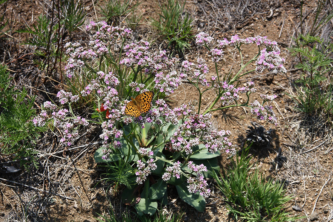 Image of Goniolimon speciosum specimen.