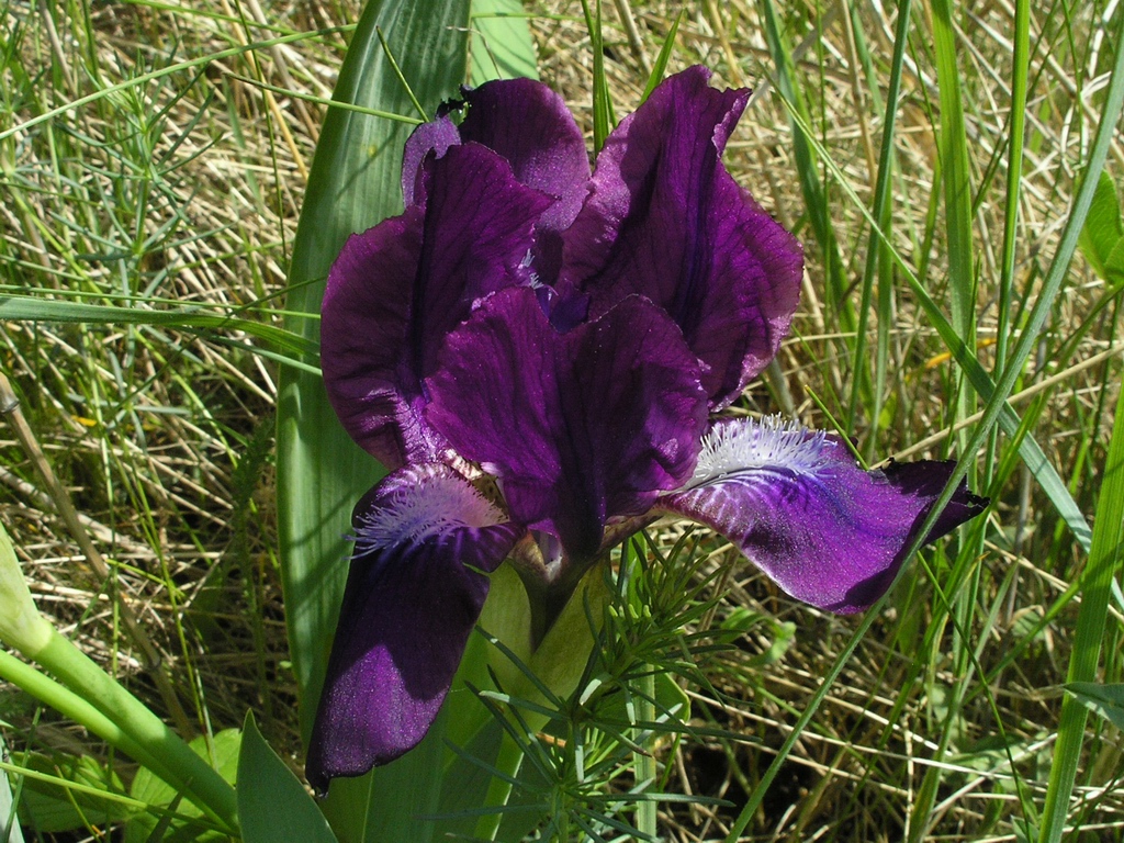Image of Iris aphylla specimen.