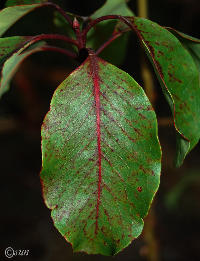 Изображение особи Arbutus andrachne.