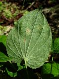 Dioscorea caucasica