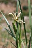 Iris halophila