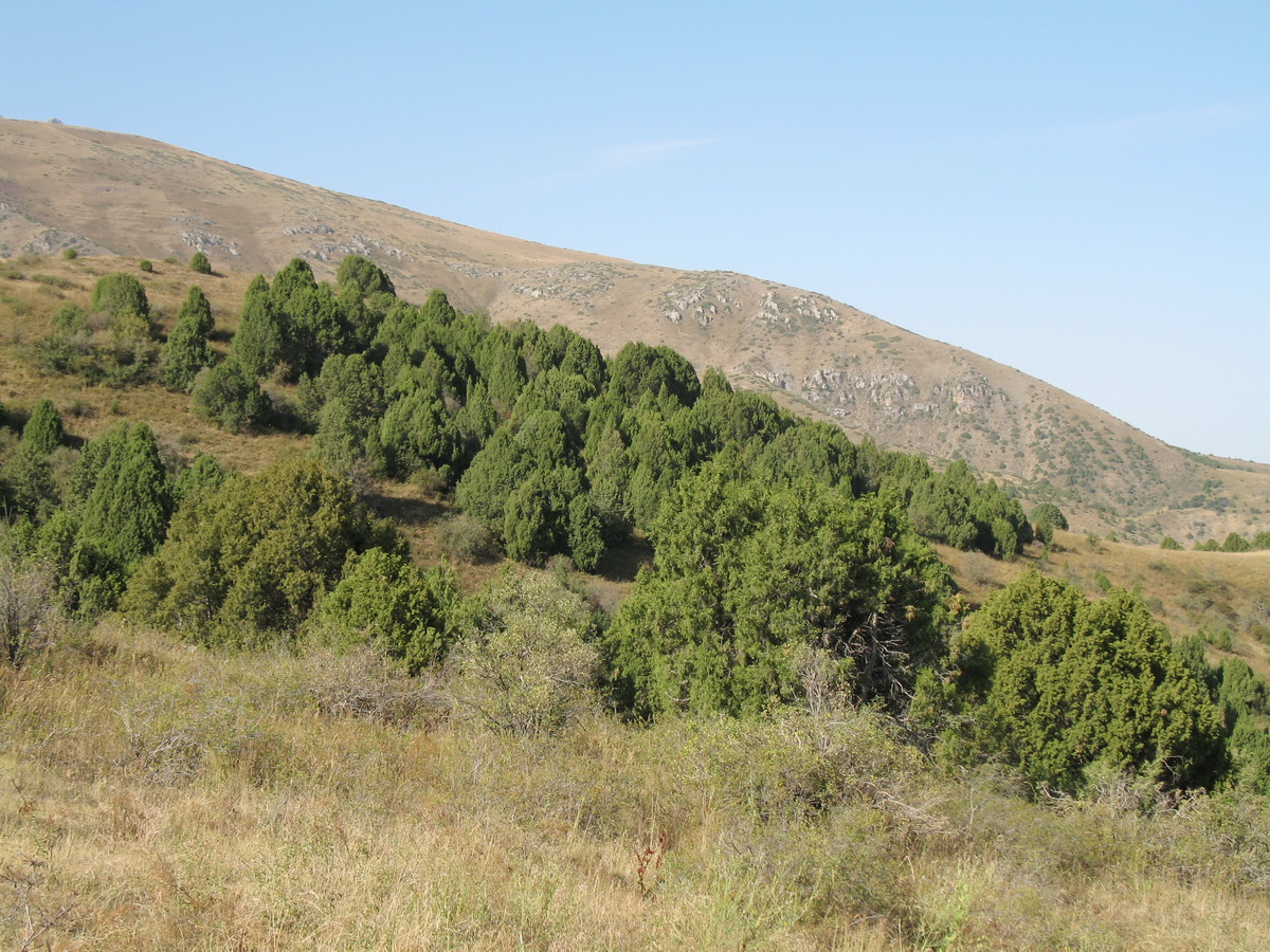 Изображение особи Juniperus semiglobosa.