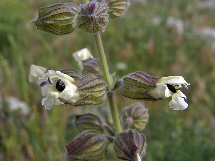 Image of Salvia trautvetteri specimen.