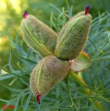 Paeonia tenuifolia