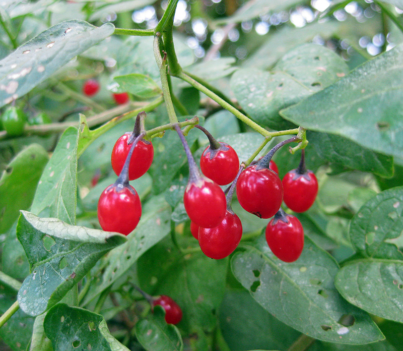 Image of Solanum dulcamara specimen.