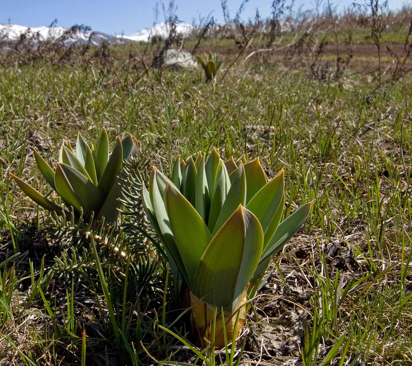 Изображение особи род Eremurus.