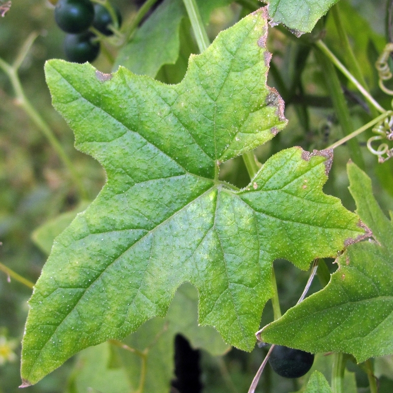 Image of Bryonia alba specimen.
