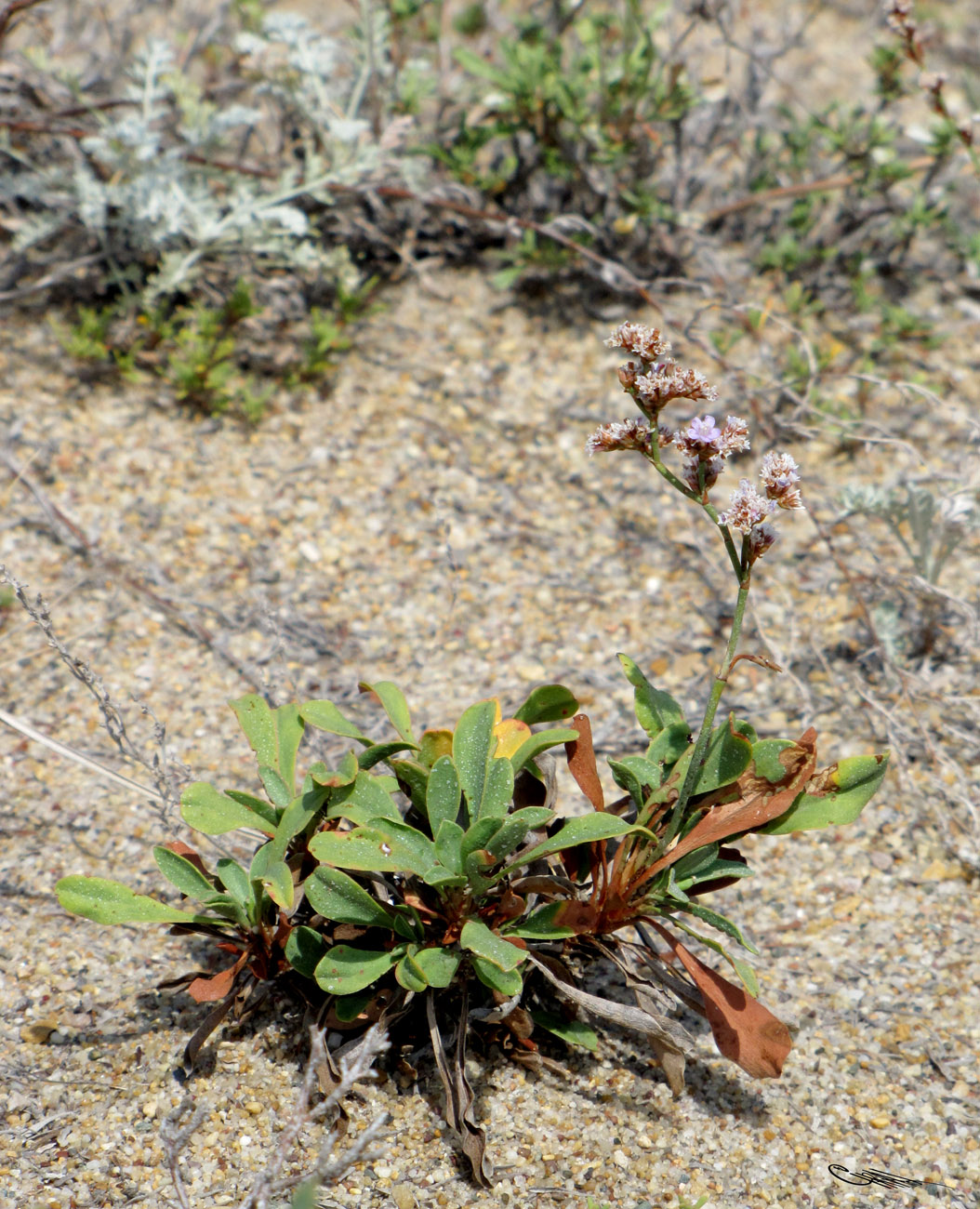 Изображение особи Limonium &times; erectiflorum.