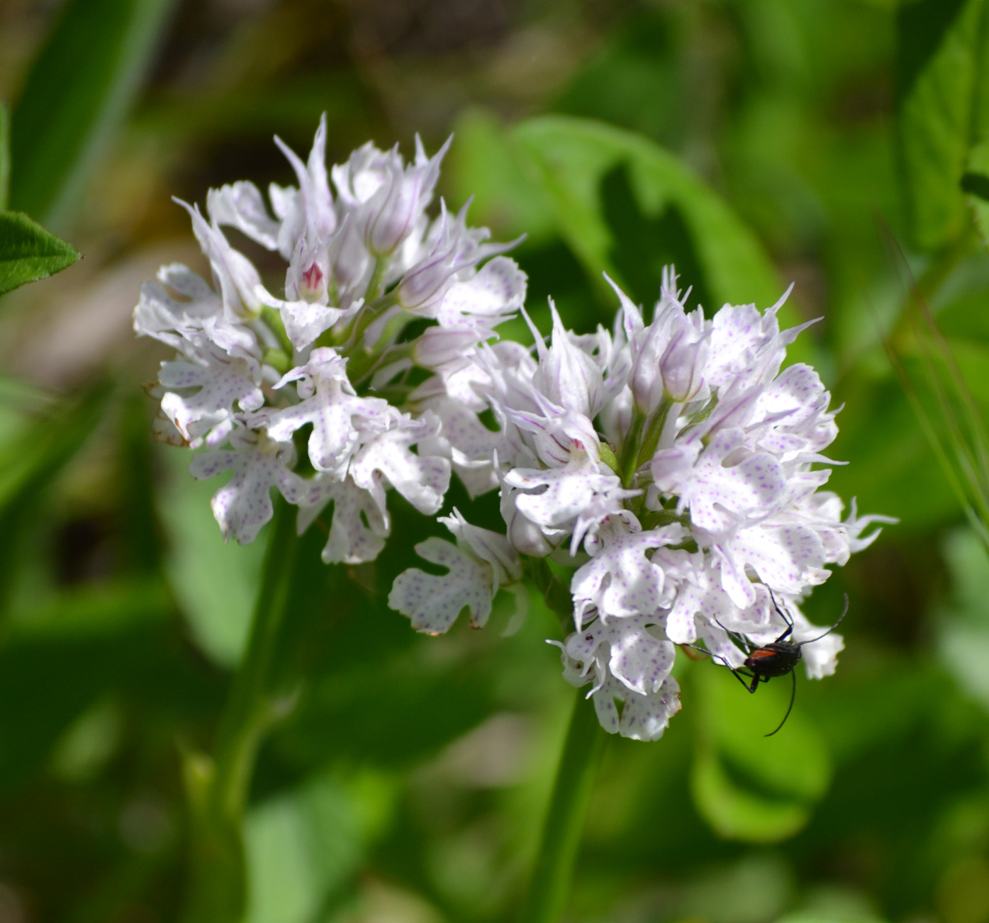 Изображение особи Neotinea tridentata.