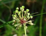 Allium microdictyon. Отцветшее соцветие. Иркутская обл., Иркутский р-н, окр. пос. Большая Речка, лес. 28.07.2014.