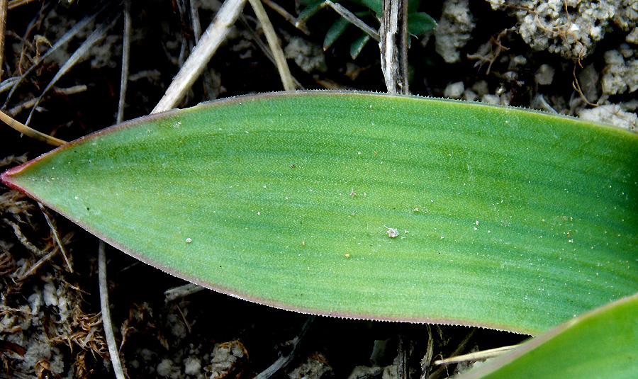 Image of Bellevalia sarmatica specimen.