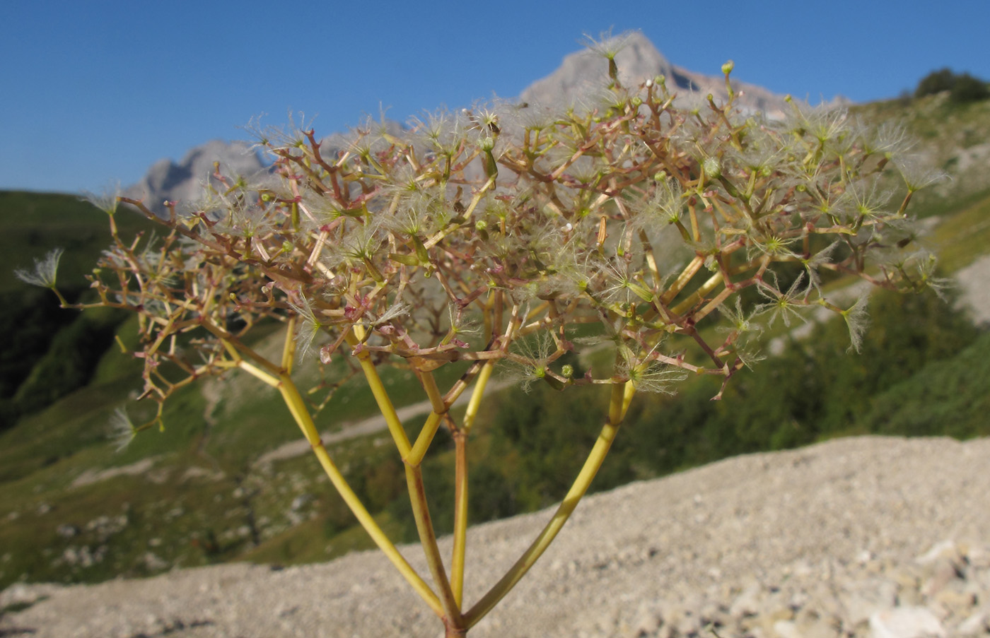 Изображение особи Valeriana alliariifolia.