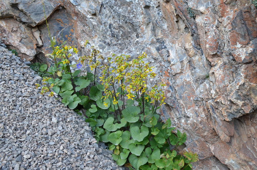 Image of Ligularia thomsonii specimen.