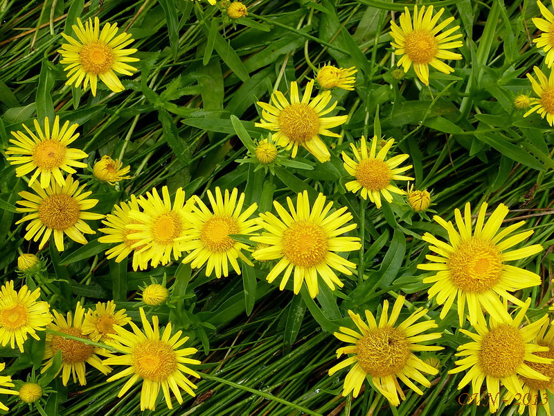 Image of Inula britannica specimen.