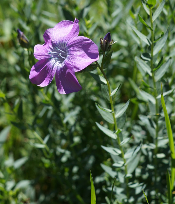 Image of Linum heterosepalum specimen.