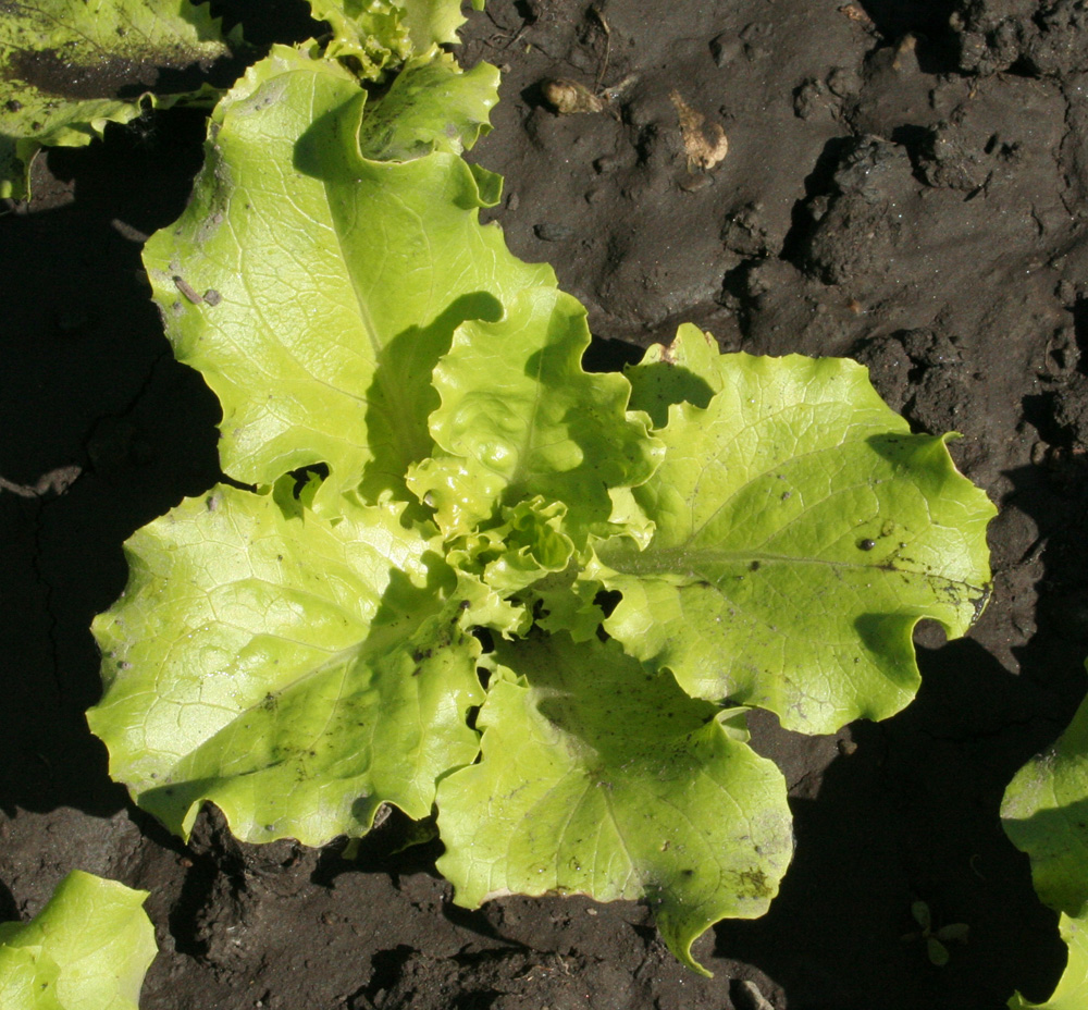 Image of Lactuca sativa specimen.