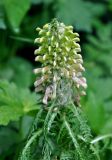 Pedicularis wilhelmsiana. Верхушка побега с соцветием. Карачаево-Черкесия, окр. пос. Архыз, хребет Абишира-Ахуба, субальпийский луг (выс. около 1900 м н.у.м.). 17.06.2015.