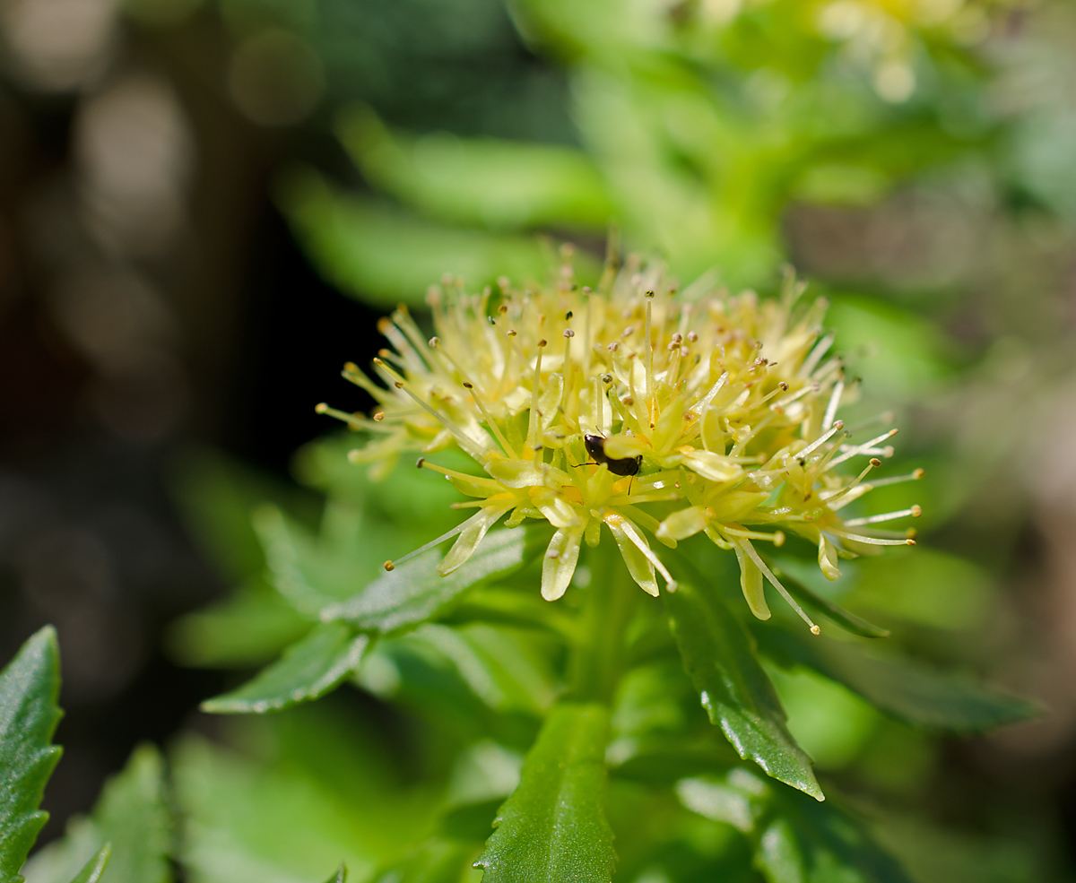 Image of Rhodiola krylovii specimen.