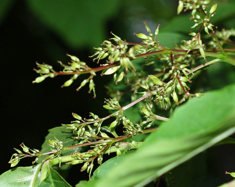 Изображение особи Fraxinus rhynchophylla.