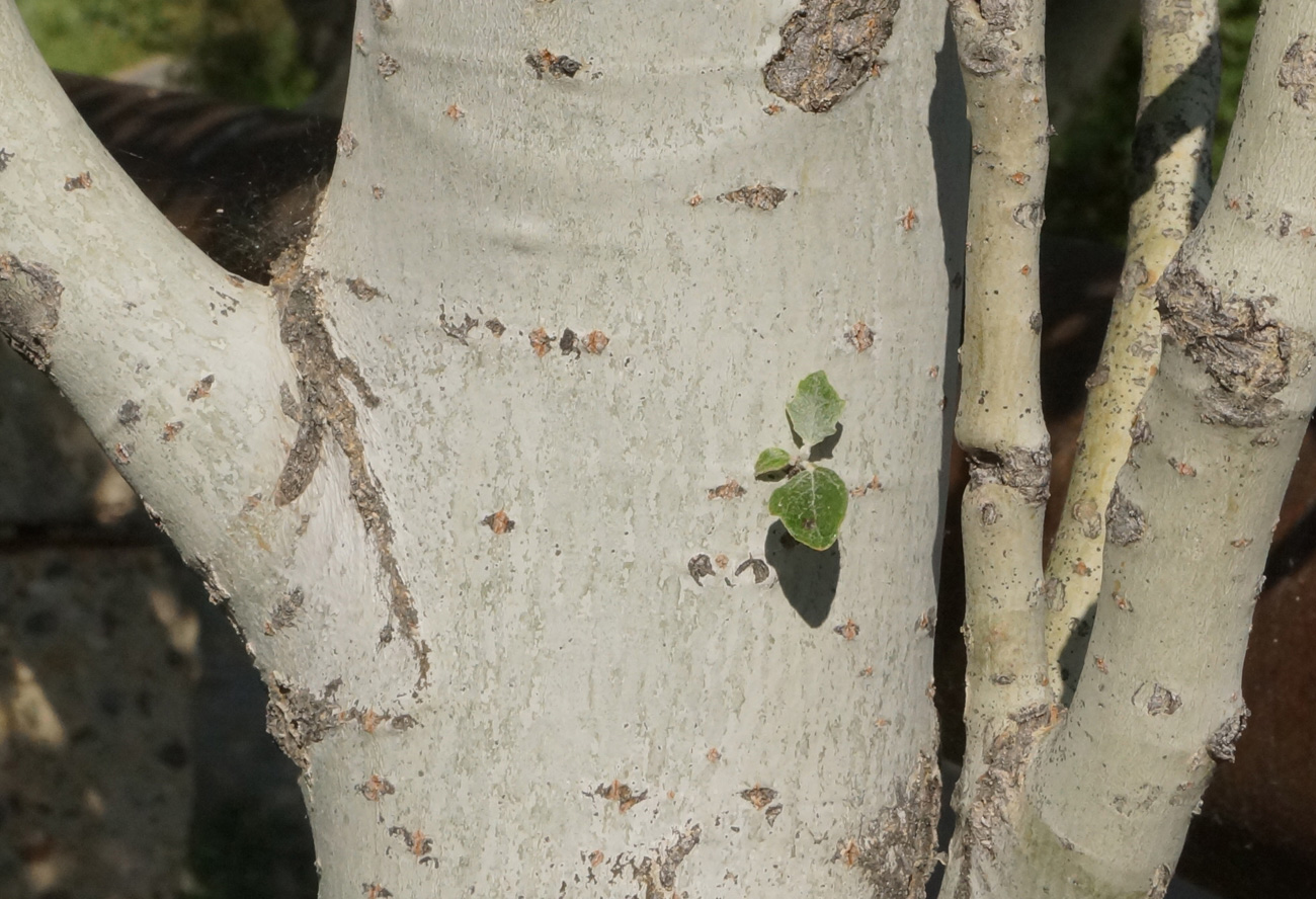 Изображение особи Populus alba.