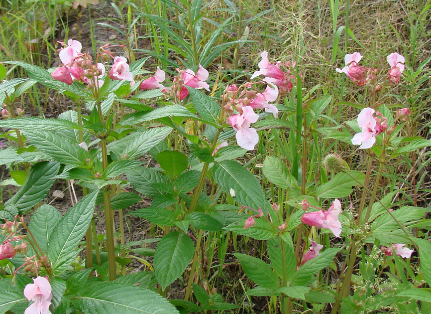 Image of Impatiens glandulifera specimen.
