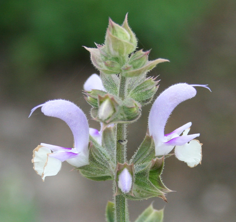 Image of Salvia sclarea specimen.