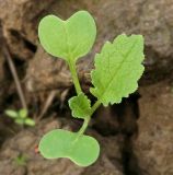 Raphanus raphanistrum. Ювенильное растение. Костромская обл., Судиславский р-н, окр. дер. Антипино, сорное на поле. 15.10.2015.