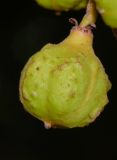 Cupaniopsis anacardioides