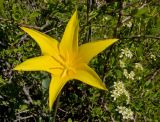 Tulipa corynestemon. Цветок (на заднем плане ветви Spiraea hypericifolia). Казахстан, Джунгарский Алатау, долина р. Коксу, высокий берег над порогом Свирепый Гарри, степь. 1 мая 2014 г.