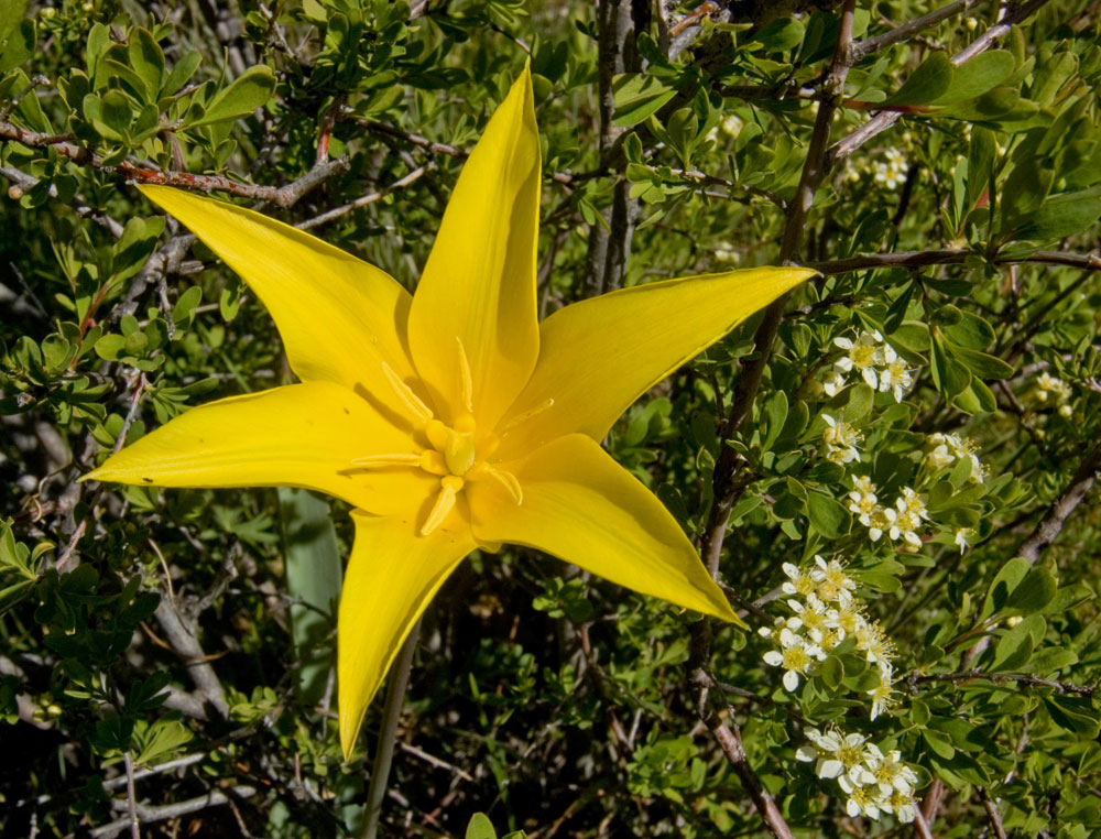 Image of Tulipa corynestemon specimen.