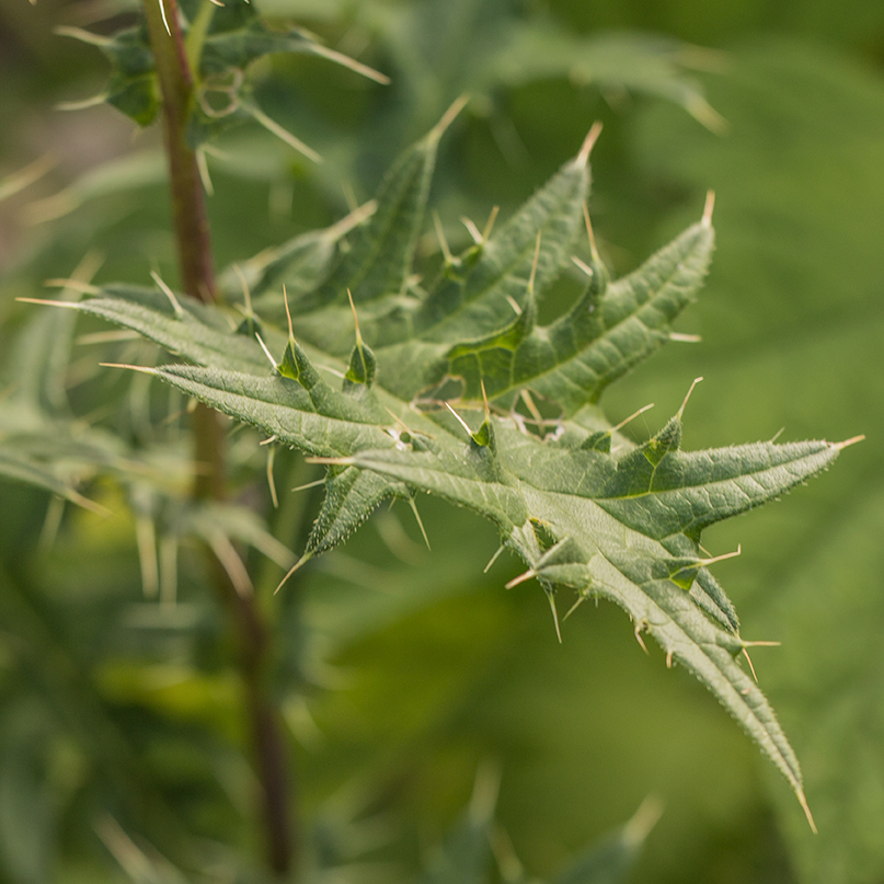 Image of Cirsium chlorocomos specimen.