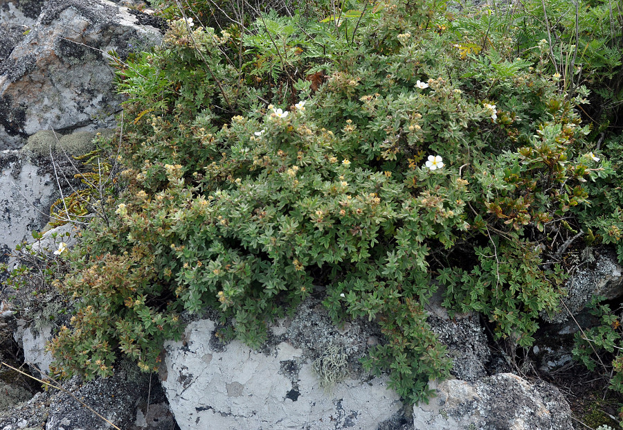 Изображение особи Dasiphora mandshurica.