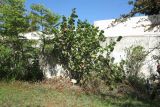 Coccoloba uvifera