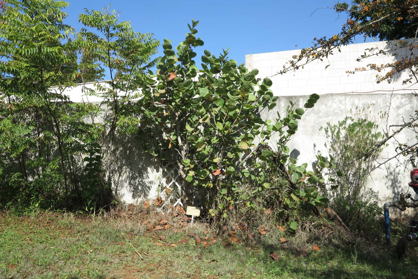 Изображение особи Coccoloba uvifera.