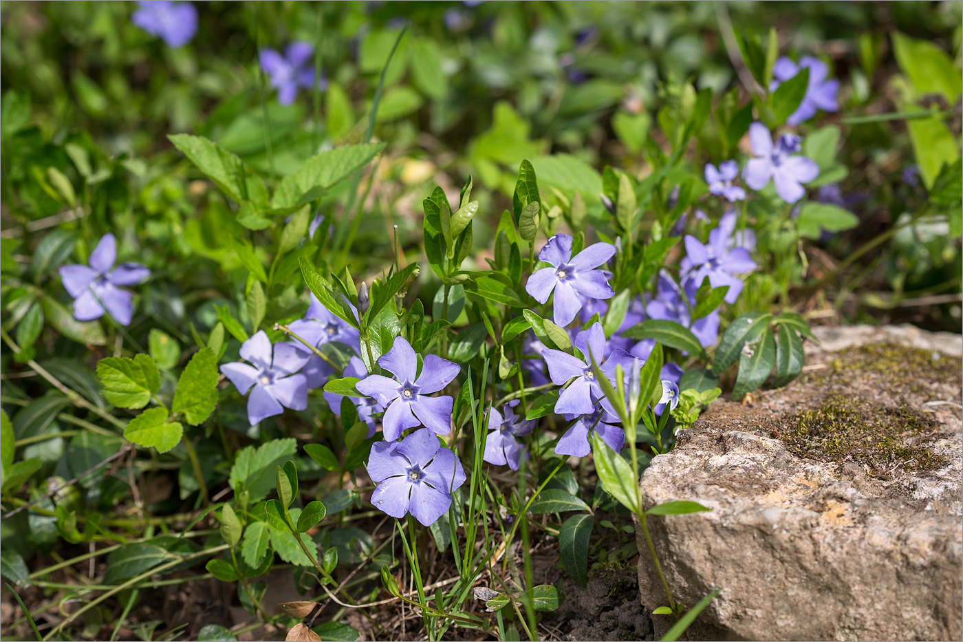 Изображение особи Vinca minor.