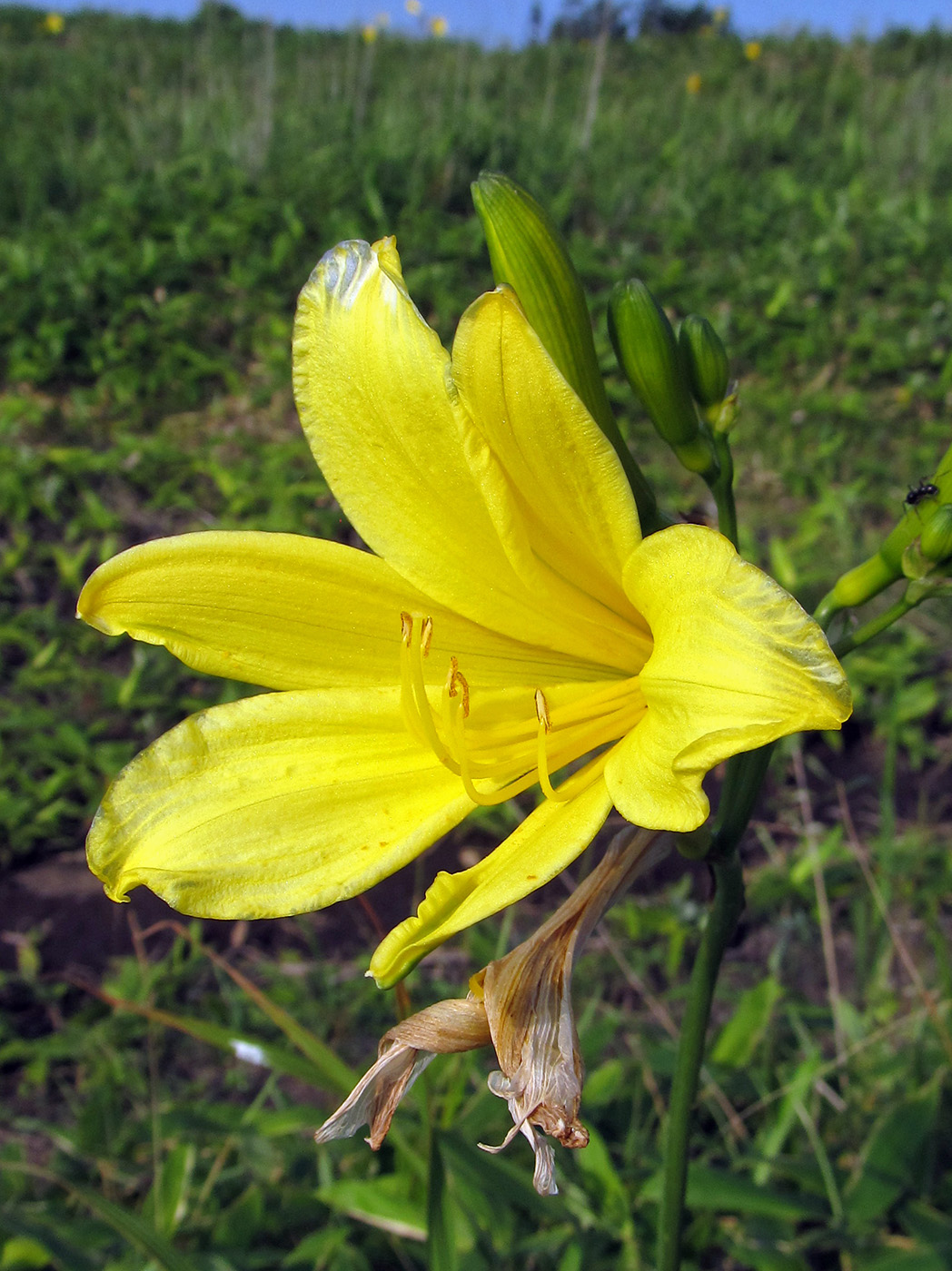 Изображение особи Hemerocallis yezoensis.