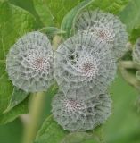 Arctium tomentosum