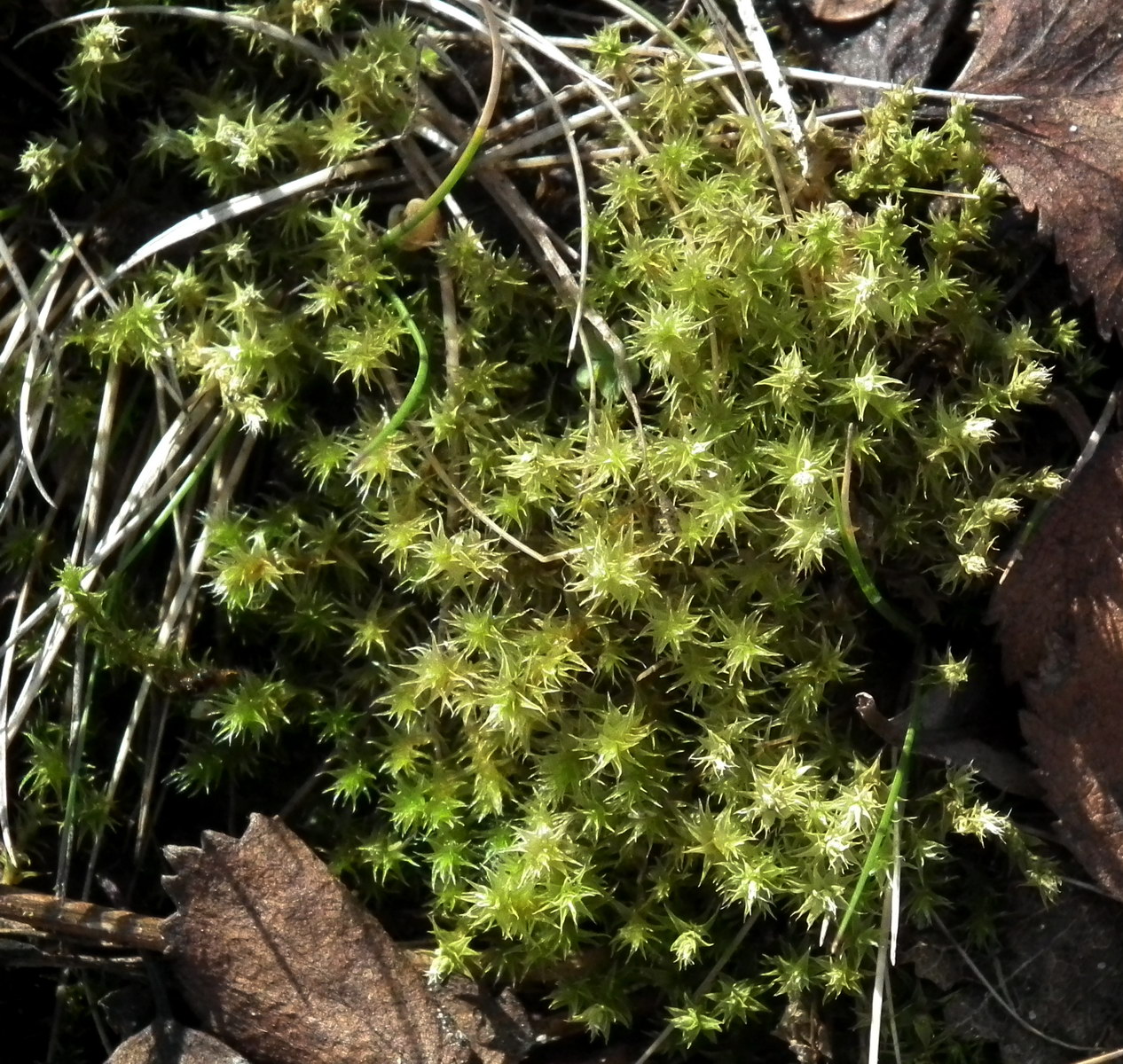 Изображение особи отдел Bryophyta.