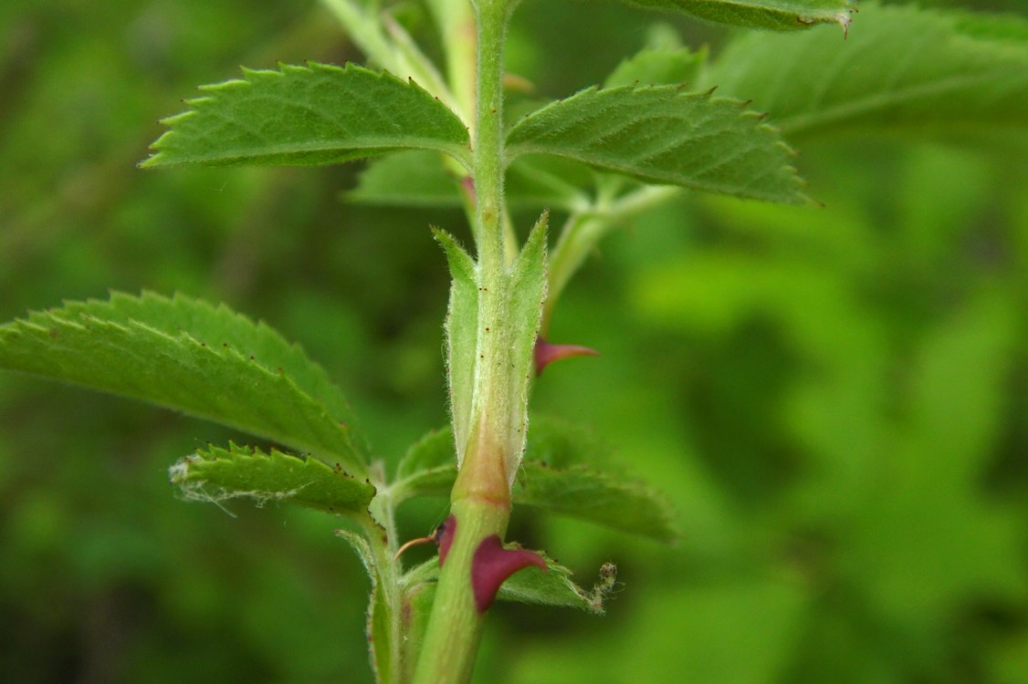 Изображение особи Rosa corymbifera.