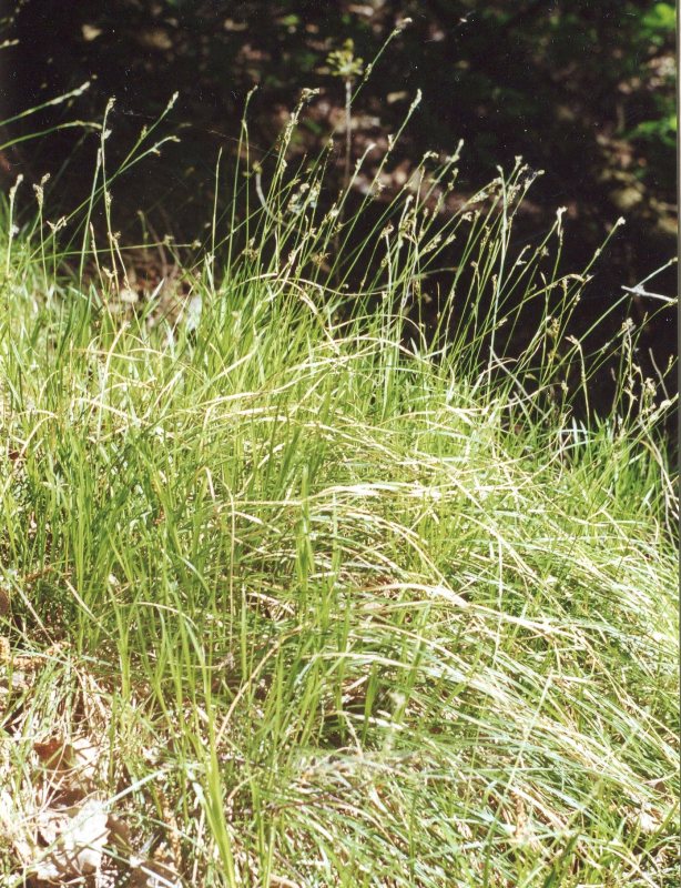 Image of Carex rhizina specimen.