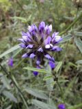 Psoralea bituminosa