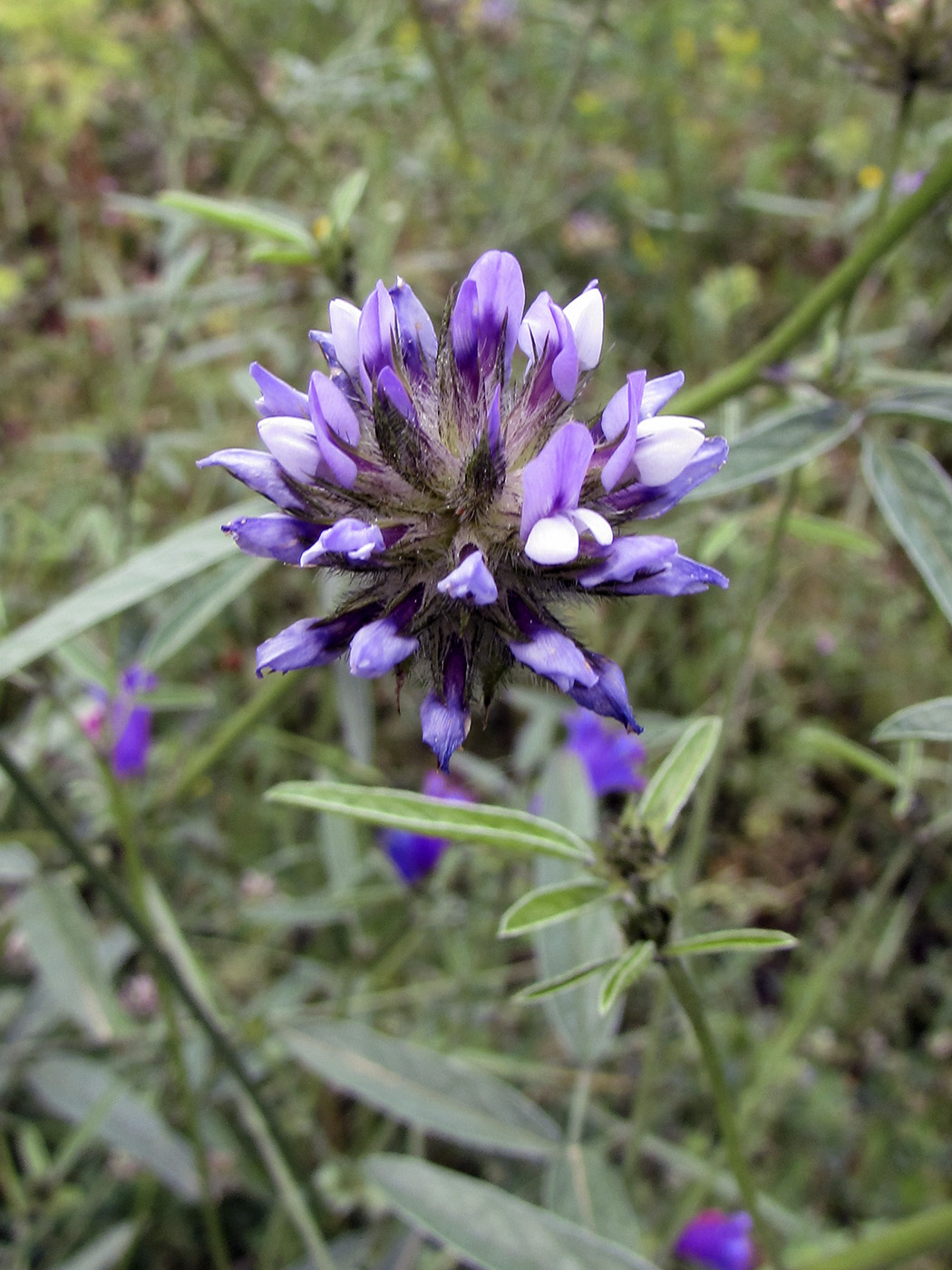 Изображение особи Psoralea bituminosa.