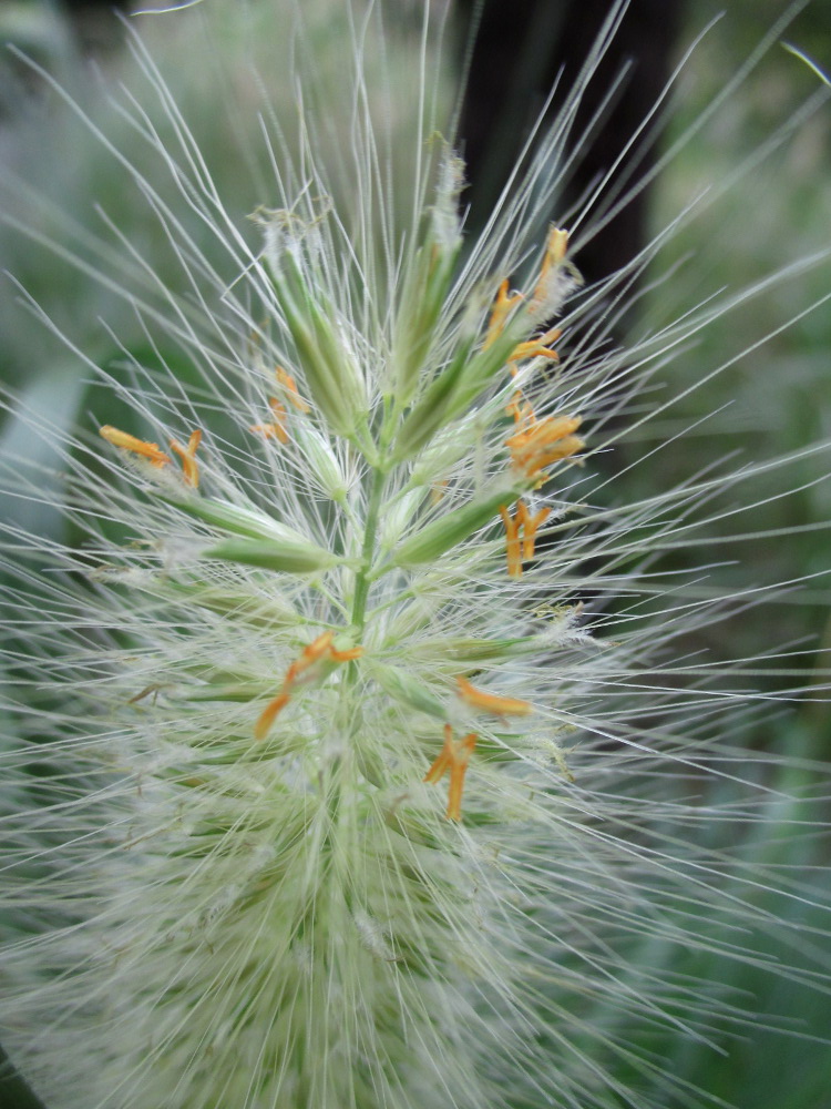 Изображение особи семейство Poaceae.