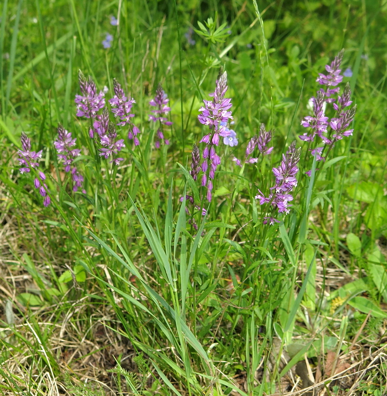 Изображение особи Polygala comosa.