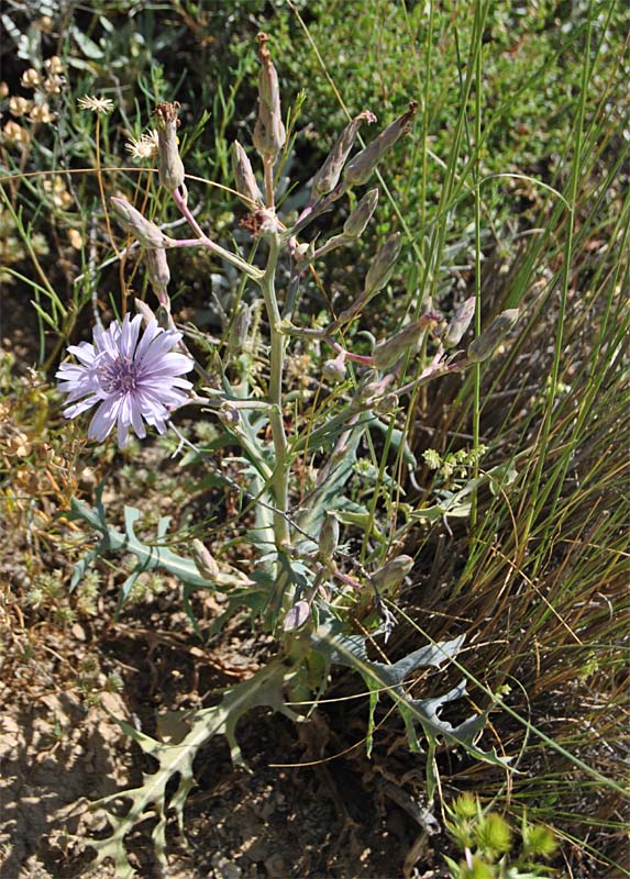 Изображение особи Lactuca tuberosa.