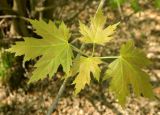 Acer saccharinum. Побег с молодыми листьями, пораженными галлами. Москва, Главный ботанический сад им. Н.В. Цицина. Май 2016 г.