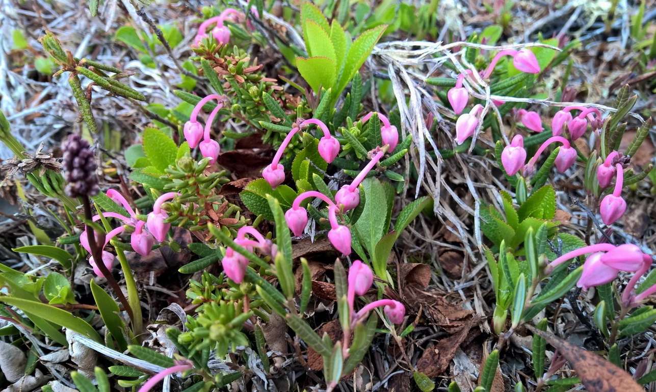 Изображение особи Andromeda polifolia ssp. pumila.