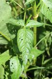 Solanum dulcamara. Лист. Беларусь, Минская обл., Минский р-н, окр. агрогородка Ждановичи, луг у водохранилища Дрозды. 18.06.2016.