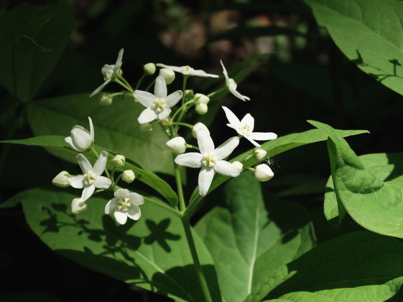 Изображение особи Vincetoxicum ascyrifolium.